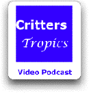 podcasts of tropical rainforest nature videos
