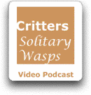 podcasts of solitary wasps videos: identification and behavior 