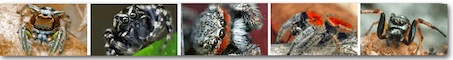 jumping spiders image