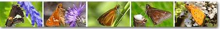 skippers image