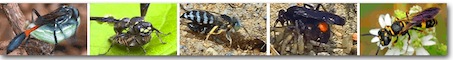 solitary wasps image