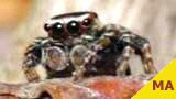 jumping spider