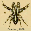 Attus leopardus