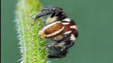 jumping spider