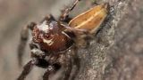 jumping spider