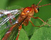 Ophion Ichneumon Image
