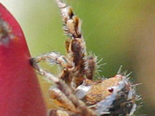 H. viridipes leg detail