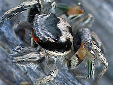 H. coecatus details