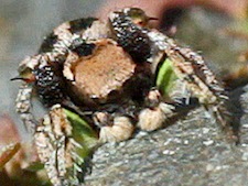 H. coecatus details