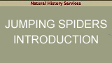 jumping spider