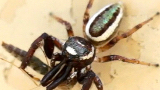 jumping spider