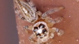 jumping spider