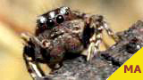 jumping spider