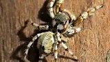 jumping spider