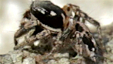 jumping spider