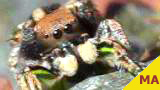 jumping spider