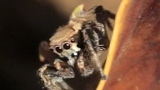 jumping spider