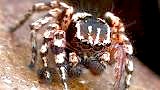 jumping spider