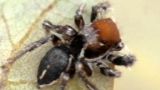 jumping spider