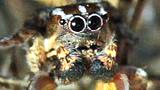 jumping spider