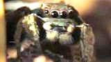 jumping spider