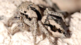 jumping spider