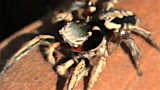 jumping spider