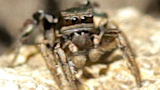 jumping spider