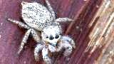 jumping spider