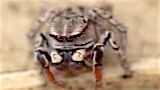 jumping spider