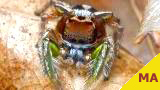 jumping spider