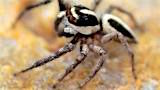 jumping spider