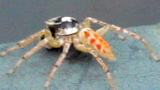 jumping spider