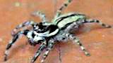 jumping spider