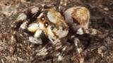 jumping spider