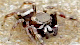 jumping spider