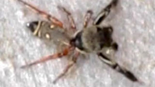 jumping spider