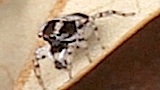 jumping spider