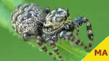 jumping spider