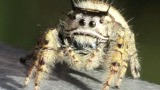 jumping spider