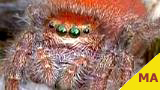 jumping spider