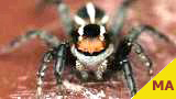 jumping spider