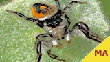 jumping spider