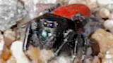 jumping spider