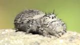 jumping spider