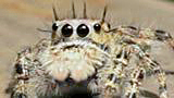 jumping spider