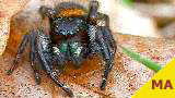 jumping spider