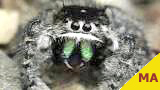 jumping spider