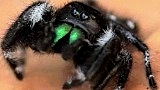 jumping spider