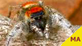 jumping spider